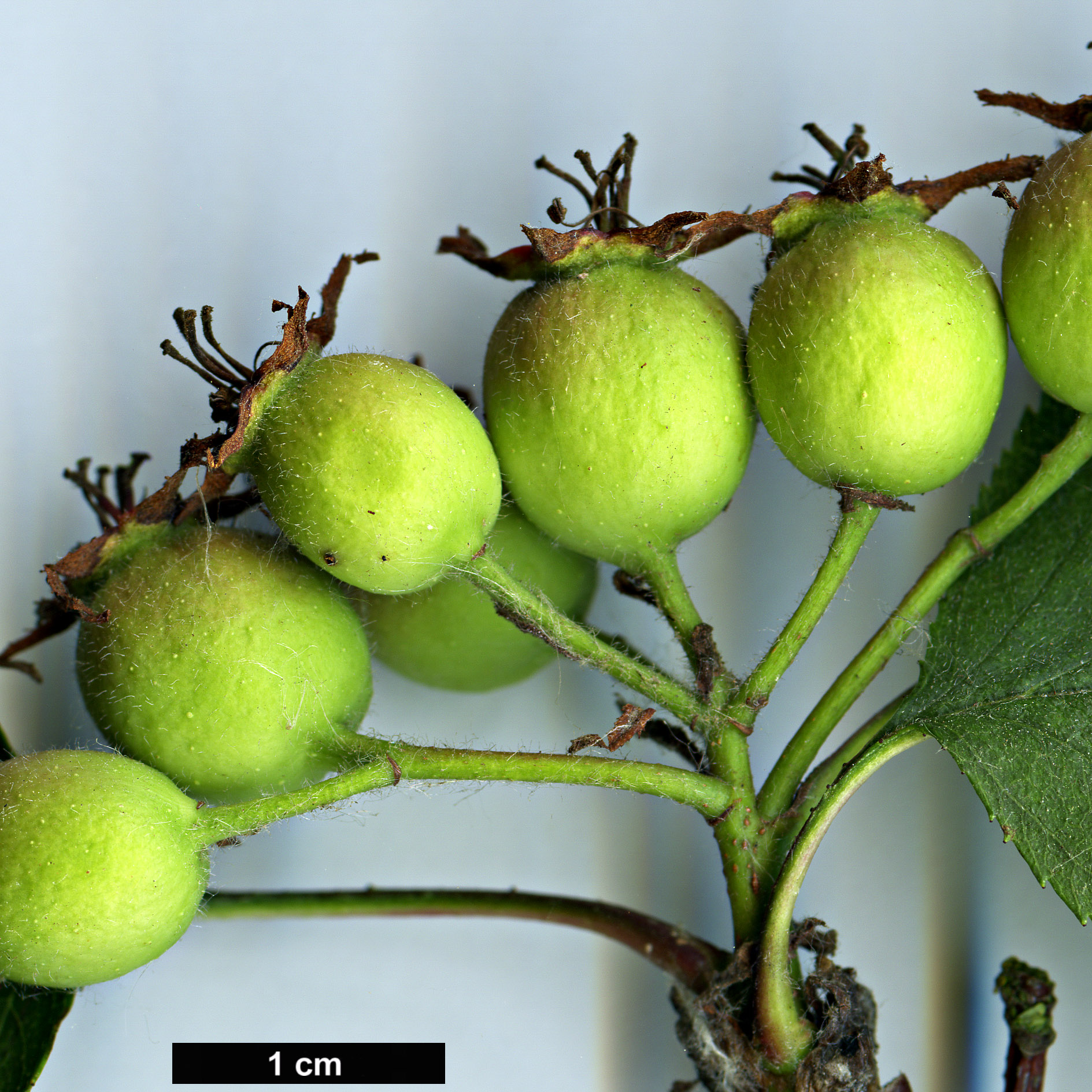 High resolution image: Family: Rosaceae - Genus: Crataegus - Taxon: crassicarpa